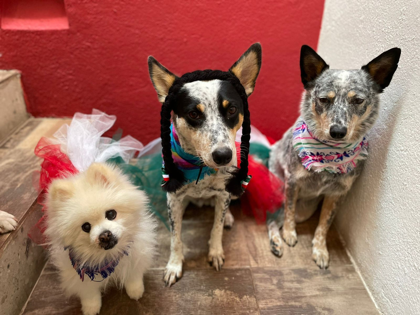 Diadema en forma de trenza mexicana para mascota